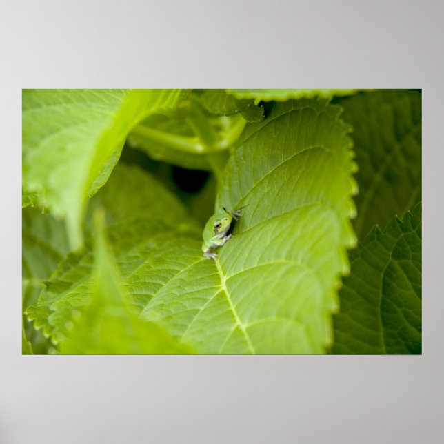 Póster Poster de rana de árbol (Frente)