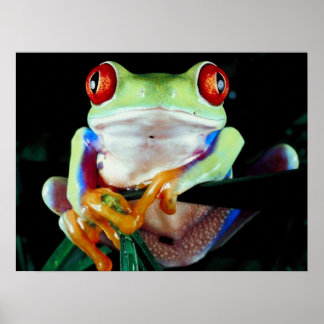 Póster Poster de rana de árbol