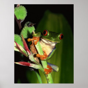 Póster Poster de rana de árbol