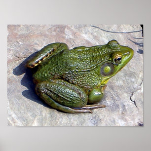 Póster Poster de ranas
