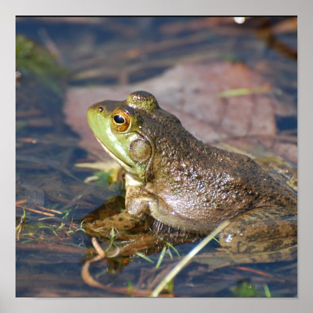 Póster Poster de ranas (Frente)