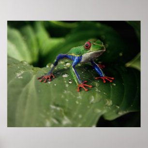 Póster Poster de ranas