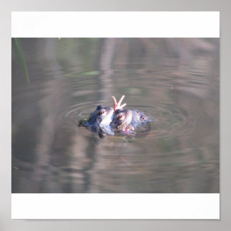 Póster Poster de ranas