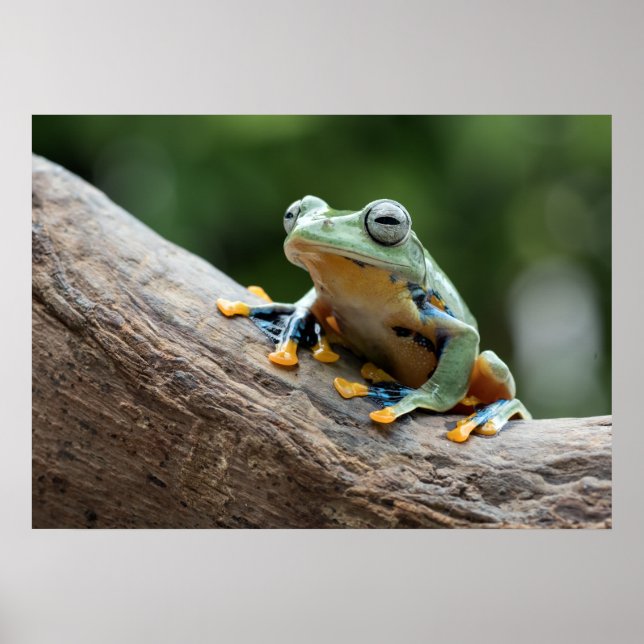 Póster Poster de ranas (Frente)