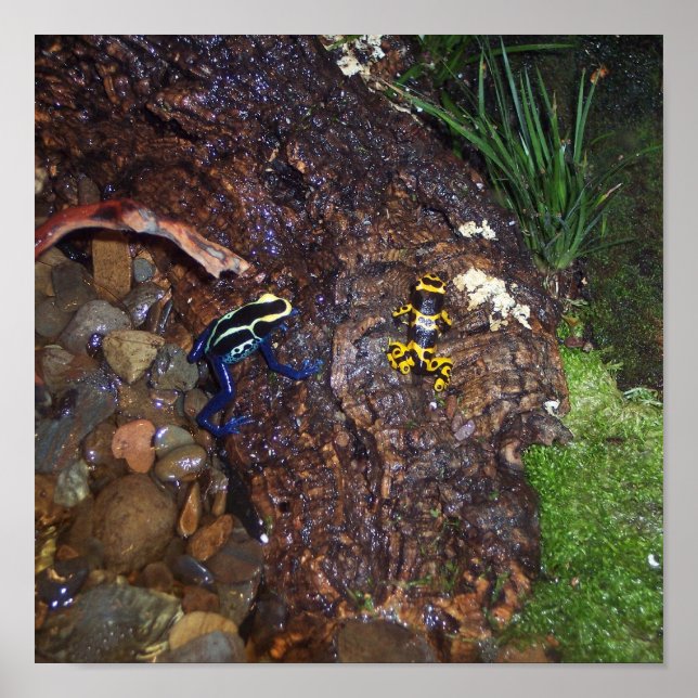 Póster Poster de ranas dardos venenosas (Frente)