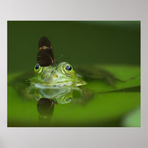 Póster Poster de ranas y mariposas