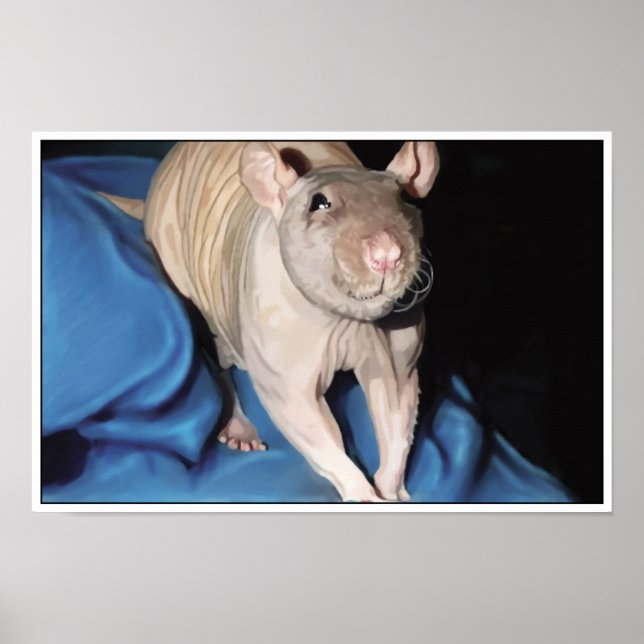 Póster Poster de Rata sin Cabello (Frente)