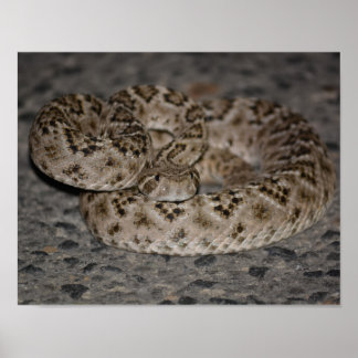 Póster Poster de Rattlesnake de Western Diamondback