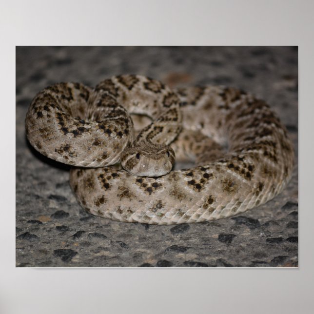 Póster Poster de Rattlesnake de Western Diamondback (Frente)