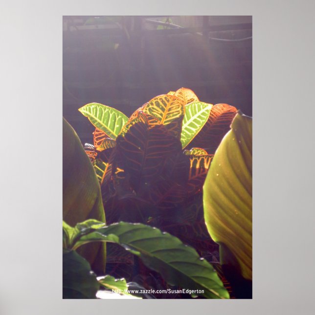 Póster Poster de Rays (Frente)