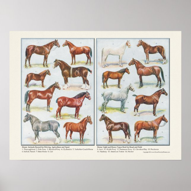 Póster Poster de razas de caballos (Frente)