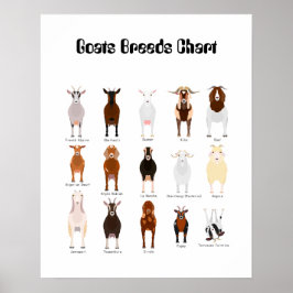 Póster Poster de razas de cabras