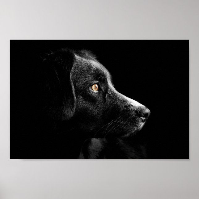 Póster poster de recuperación de labrador negro (Frente)