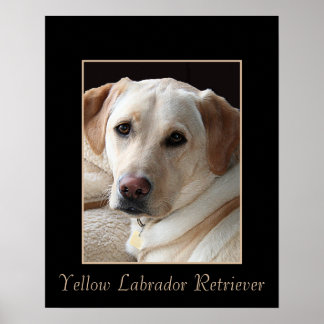 Póster Poster de recuperador de labrador amarillo puro