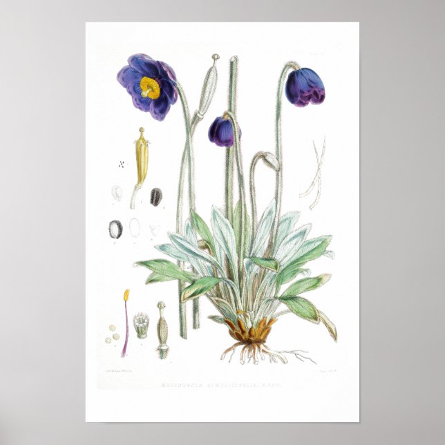 Póster Poster DE REDOUTÉ DE VINTAJE BOTÁNICO "AZUL POPPY" (Frente)