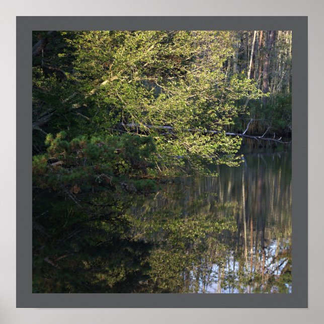 Póster Poster de reflexión de árbol (Frente)