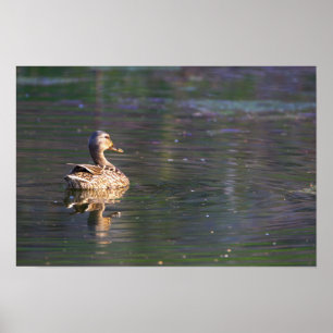 Póster Poster de reflexión de pack