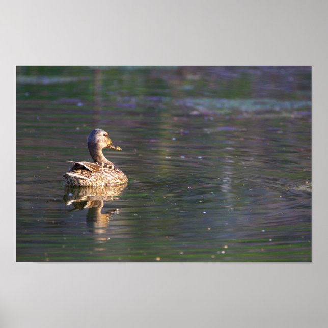 Póster Poster de reflexión de pack (Frente)