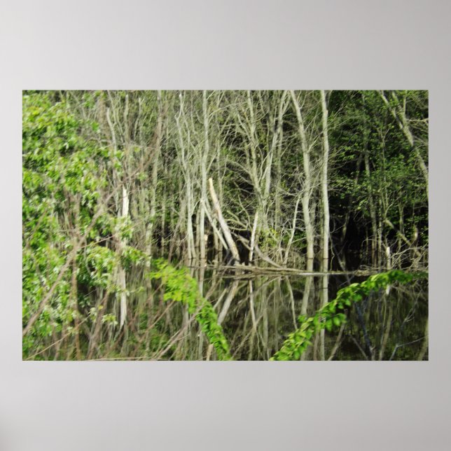 Póster Poster de Reflexiones del Árbol del Río Misisipi (Frente)