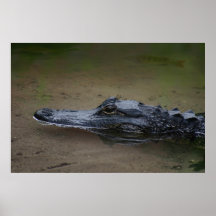Poster de reposo de gator -36x24 -otros tamaños di