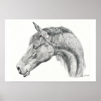Póster Poster de retrato de caballo en dibujo de lápiz de