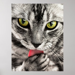 Póster Poster de retrato de gato lindo