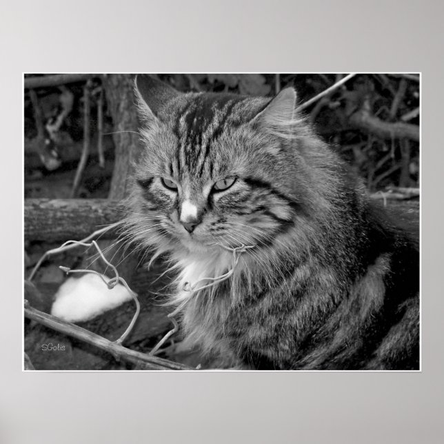 Póster Poster de retrato de gato negro y blanco con micró (Frente)