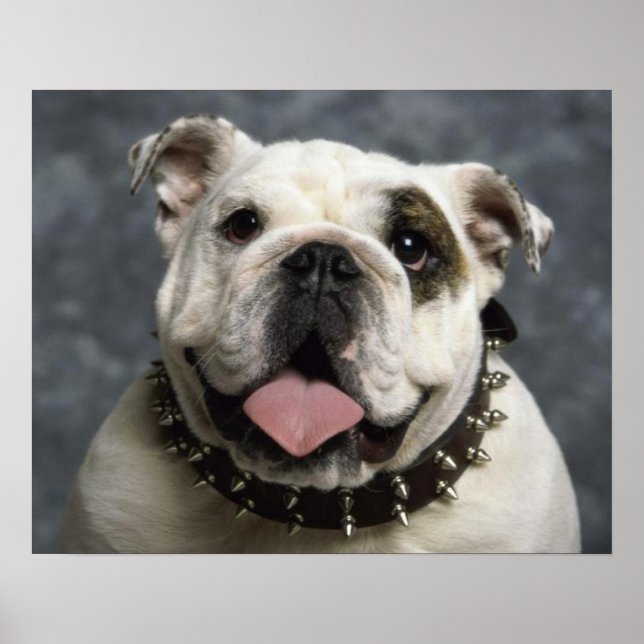 Póster Poster de retrato de perro de cachorro de Bulldog  (Frente)