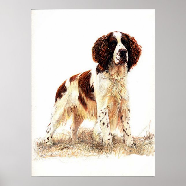 Póster Poster de retrato de perro español Springer inglés (Frente)