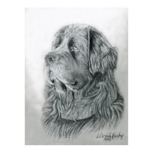 Poster de retrato de Terranova