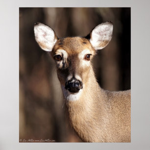 Póster Poster de retrato de Whitetail Deer Doe