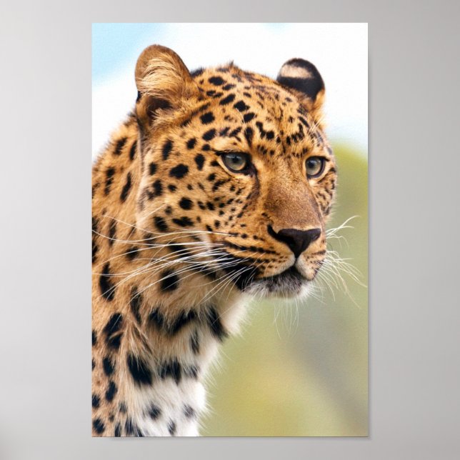 Póster Poster de retratos de leopardo (Frente)