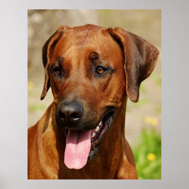 Póster Poster de Ridgeback Perro Rodesiano. (Frente)
