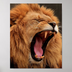 PÓSTER POSTER DE ROARING LION