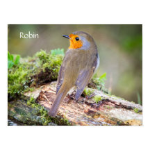 Poster de Robin europeo en el blog
