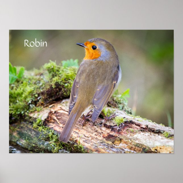 Póster Poster de Robin europeo en el blog (Frente)