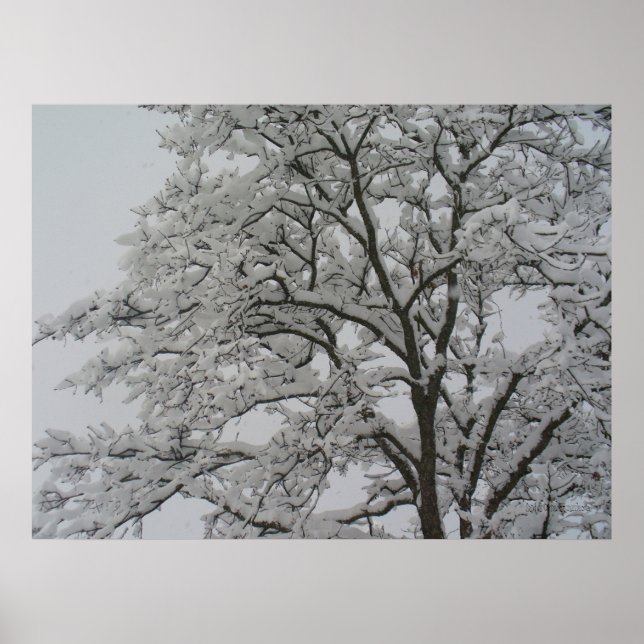 Póster Poster de roble cubierto de nieve (Frente)