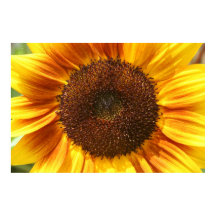 Poster de ropa de girasol amarillo, Naranja y marr