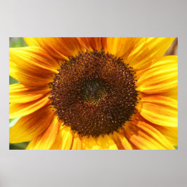 Póster Poster de ropa de girasol amarillo, Naranja y marr