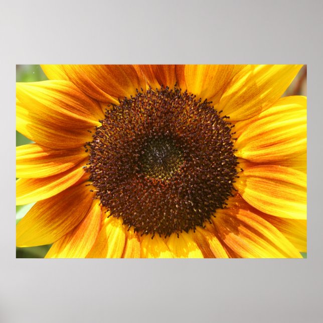 Póster Poster de ropa de girasol amarillo, Naranja y marr (Frente)