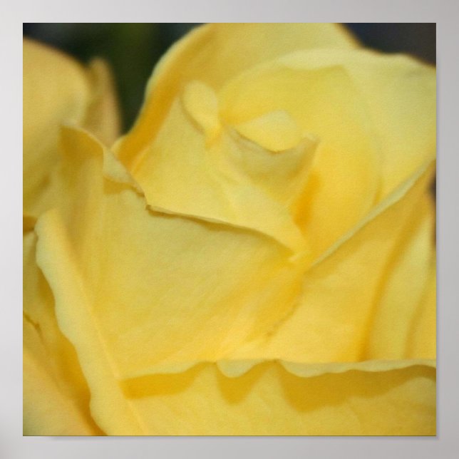Póster Poster de rosa amarillo (Frente)