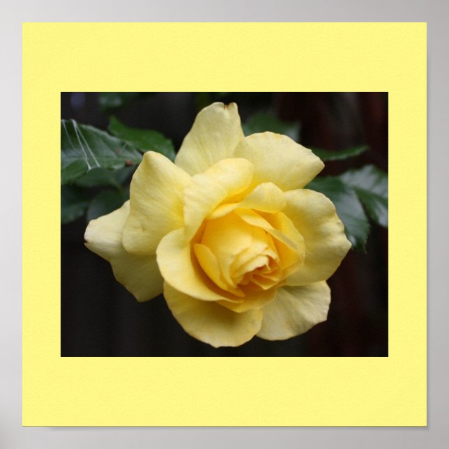 Póster Poster de rosa amarillo (Frente)