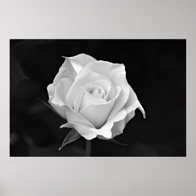 Póster Poster de rosa blanco y negro (Frente)