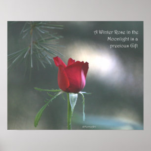 Póster Poster de Rosa de luz solar para invierno: ROSA y