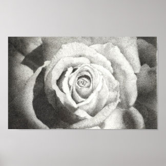 Póster Poster de Rosa estipado