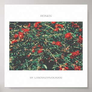 Póster Poster De Rosas De Flores Rojas Y Verdes