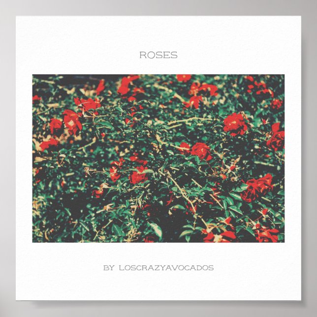 Póster Poster De Rosas De Flores Rojas Y Verdes (Frente)