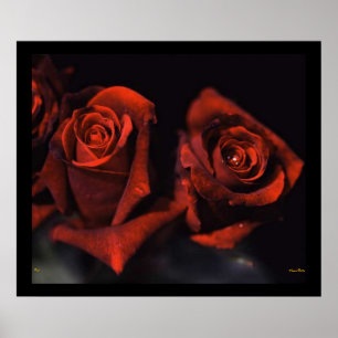 Póster Poster de rosas rojas