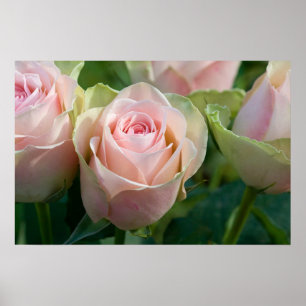 Póster Poster de rosas rosadas