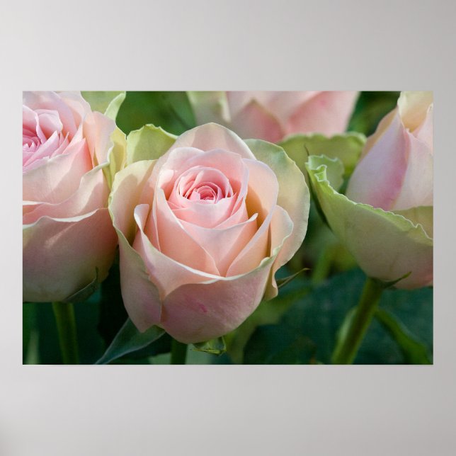 Póster Poster de rosas rosadas (Frente)